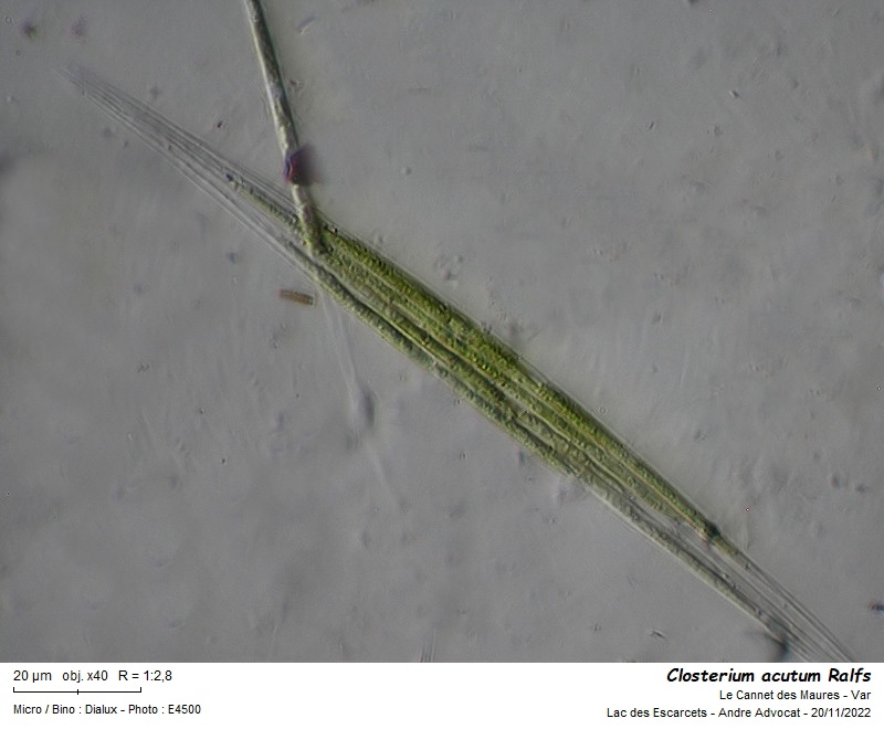 Closterium acutum Ralfs #72874