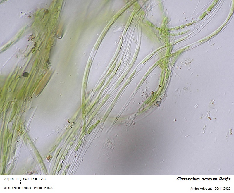 Closterium acutum Ralfs #72875
