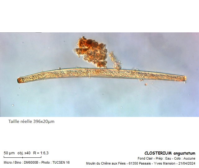 CLOSTERIUM angustatum #78836