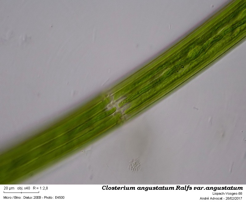 Closterium angustatum Ralfs var. angustatum #48724