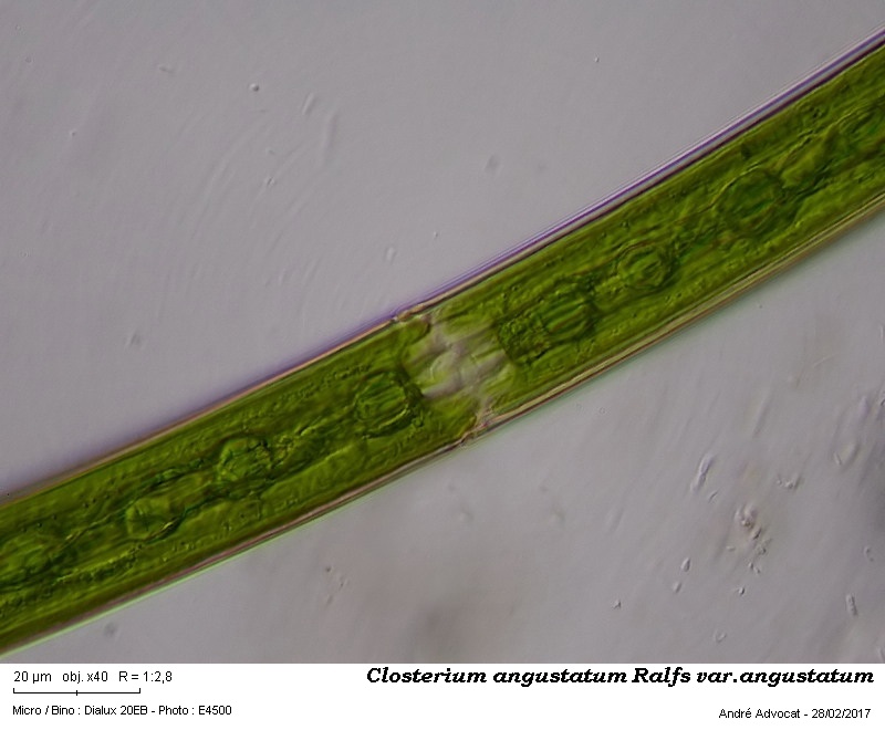 Closterium angustatum Ralfs var. angustatum #48723