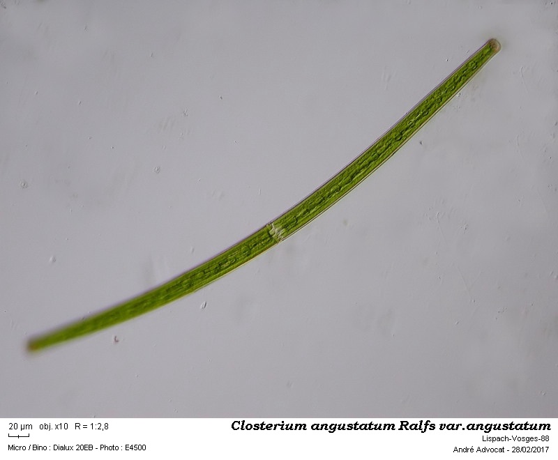 Closterium angustatum Ralfs var. angustatum #48722