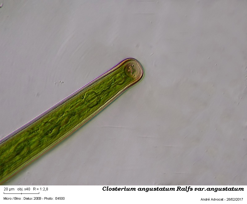Closterium angustatum Ralfs var. angustatum #48725