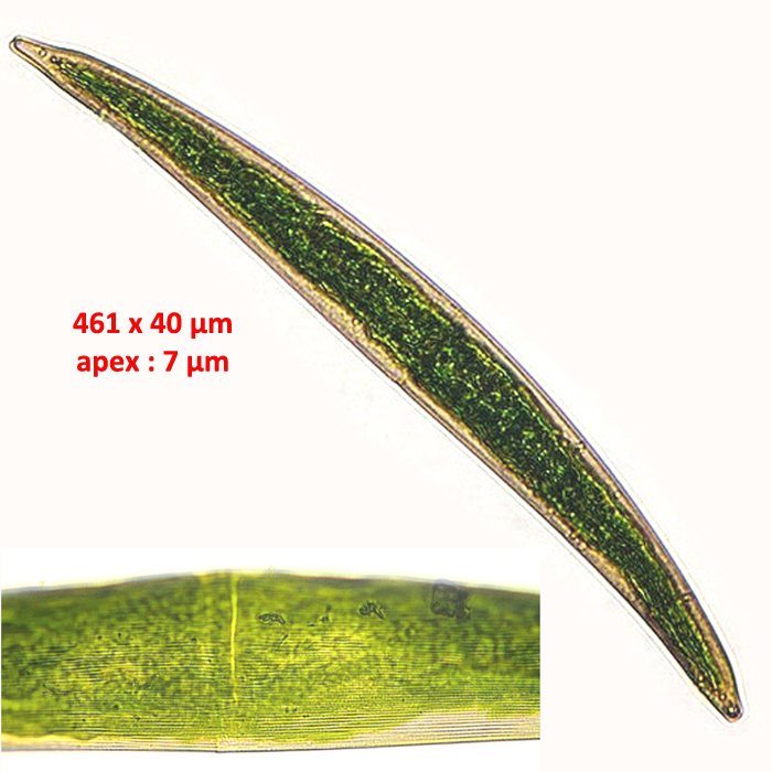 Closterium attenuatum Ralfs, 1848 #81036