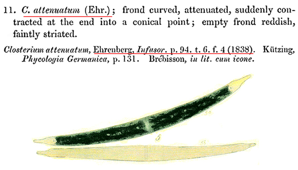 Closterium attenuatum Ralfs, 1848 #81039