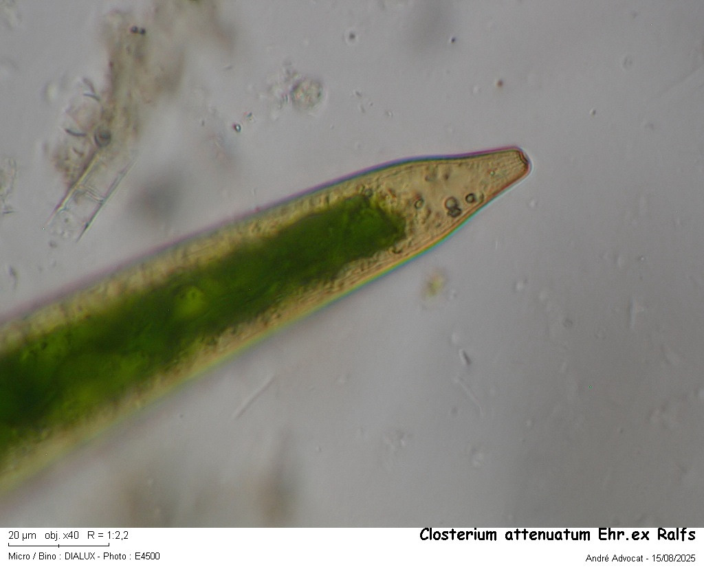 Closterium attenuatum Ralfs #84260