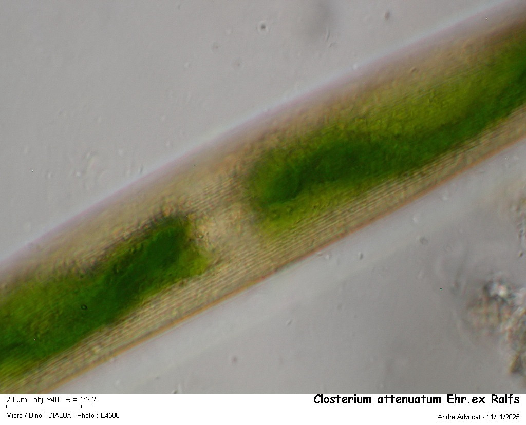Closterium attenuatum Ralfs #84261
