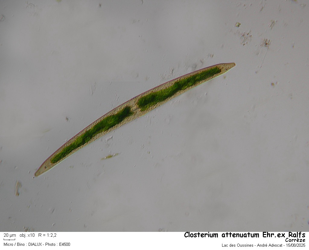 Closterium attenuatum Ralfs #84259