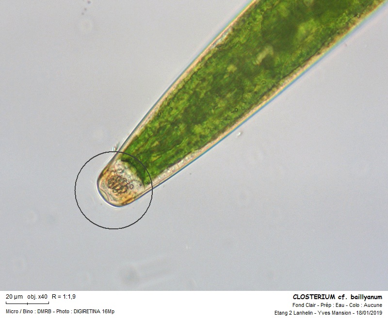 CLOSTERIUM baillyanum ( Ralfs ) Brebisson 1856 #57350