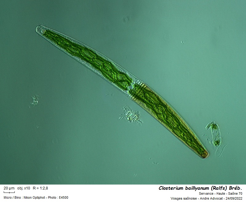 Closterium baillyanum (Ralfs) Bréb. #72118