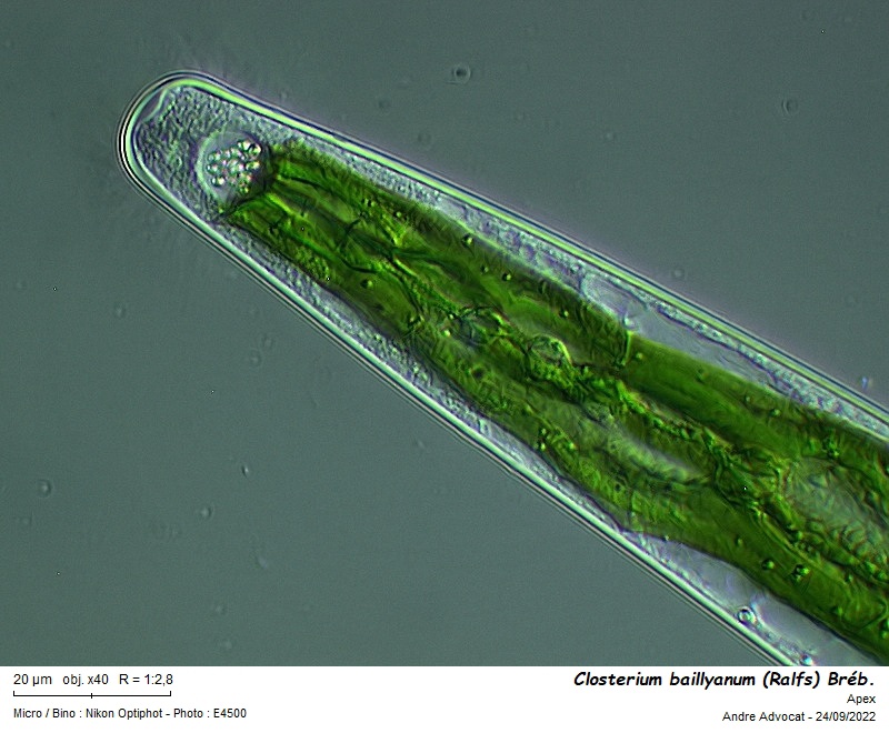 Closterium baillyanum (Ralfs) Bréb. #72121