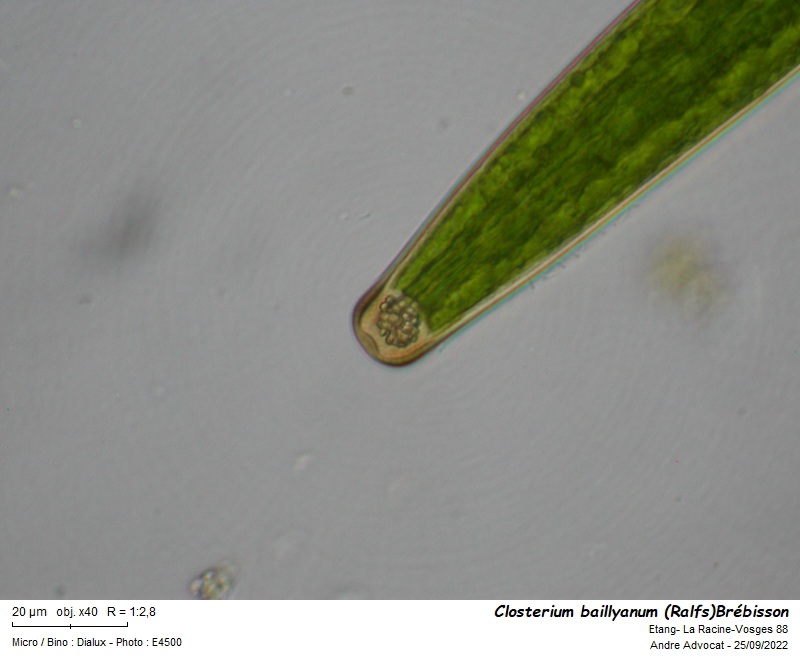 Closterium baillyanum (Ralfs) Bréb. #72122