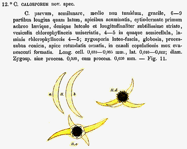 Closterium calosporum Wittr. var. brasiliense Borgesen #78070
