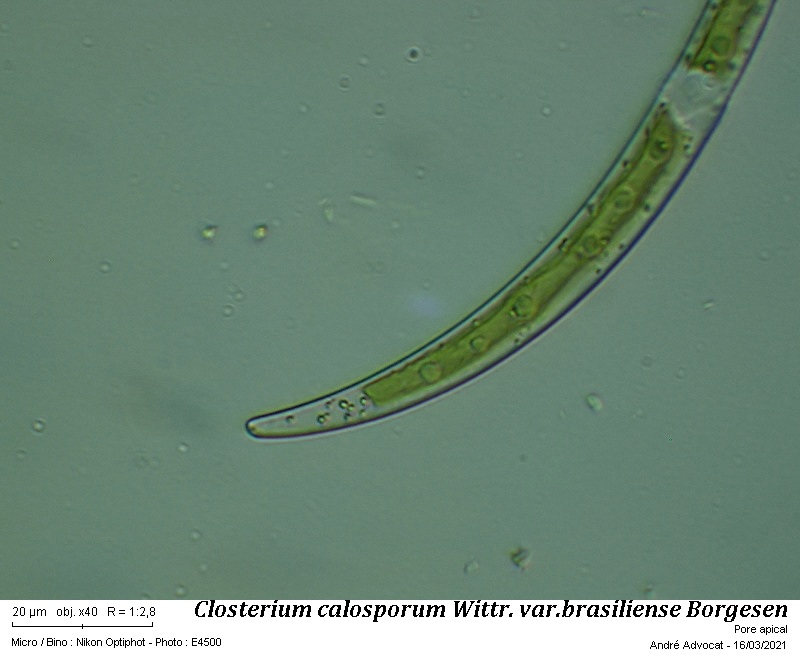 Closterium calosporum Wittr. var. brasiliense Borgesen #65878
