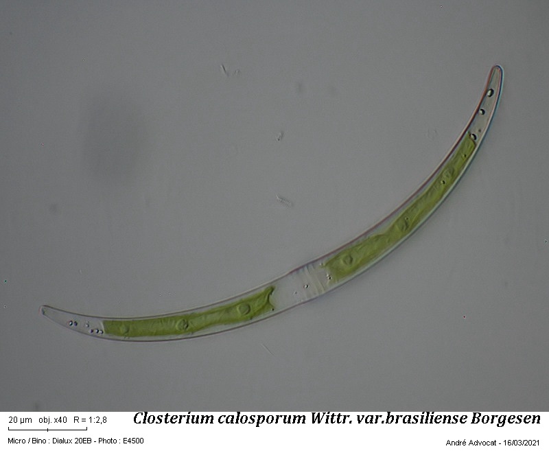 Closterium calosporum Wittr. var. brasiliense Borgesen #65879