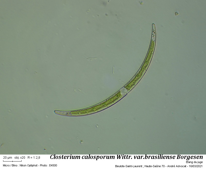 Closterium calosporum Wittr. var. brasiliense Borgesen #65877