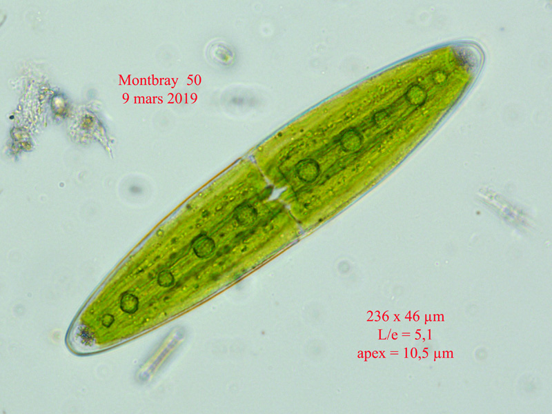 Closterium closterioides #58380
