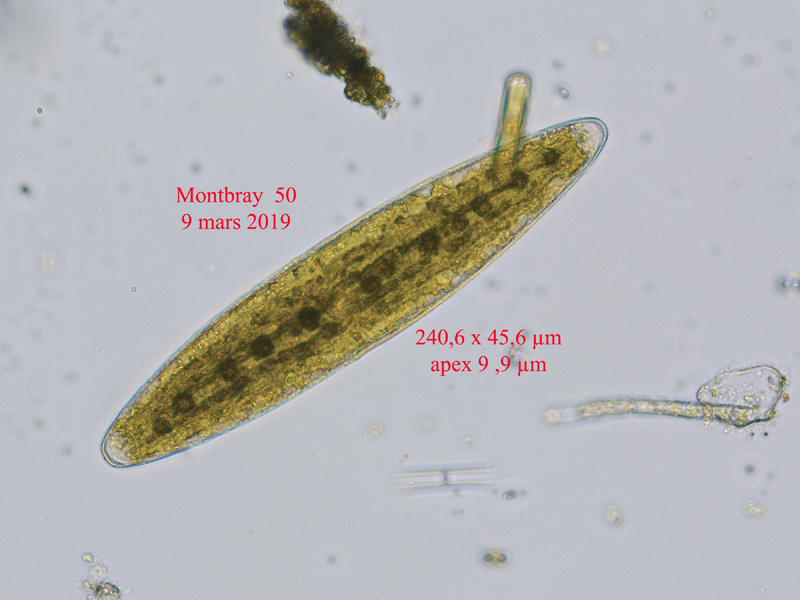 Closterium closterioides #58381