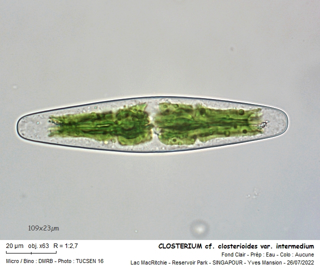 CLOSTERIUM closterioides #73210