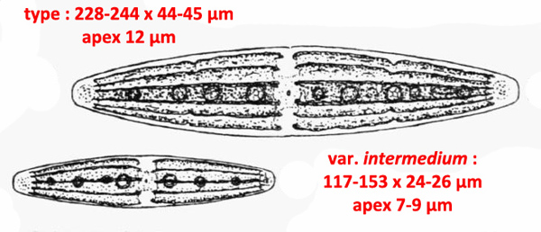 Closterium closterioides(Ralfs)Louis&Peeters var closteri #77770