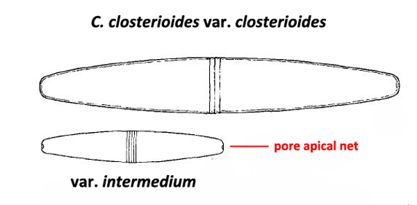 Closterium closterioides(Ralfs)Louis&Peeters var closteri #77771