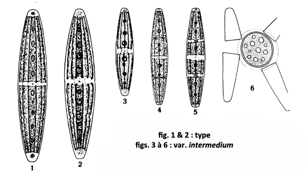 Closterium closterioides(Ralfs)Louis&Peeters var closteri #77773