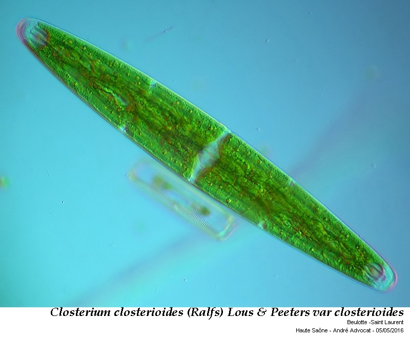 Closterium closterioides(Ralfs)Louis&Peeters var closteri #45029