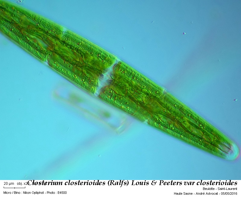 Closterium closterioides(Ralfs)Louis&Peeters var closteri #45031