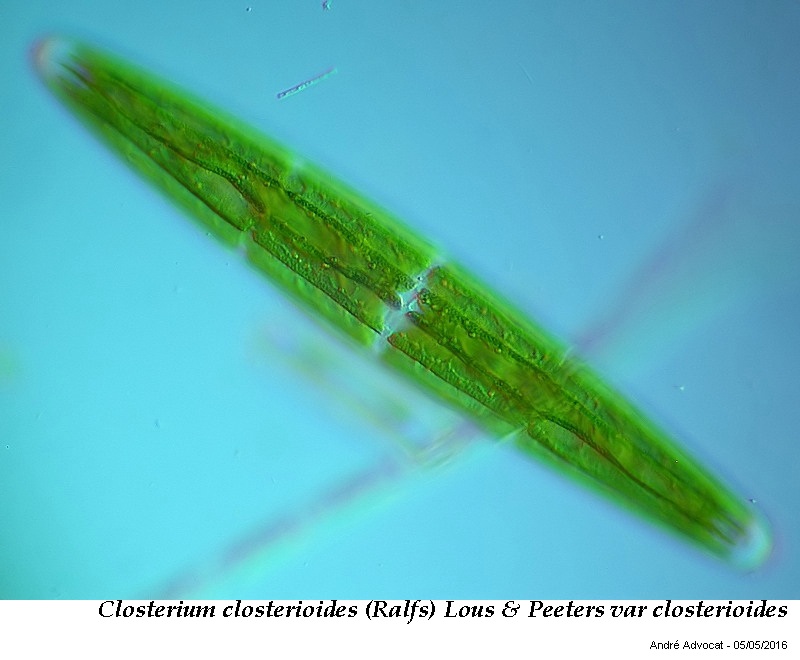 Closterium closterioides(Ralfs)Louis&Peeters var closteri #45030