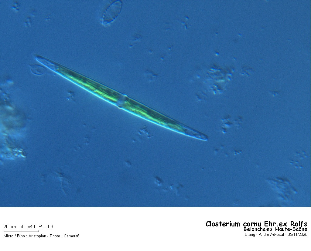 Closterium cornu Ralfs #84224
