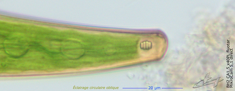 Closterium costatum Ralfs #69839