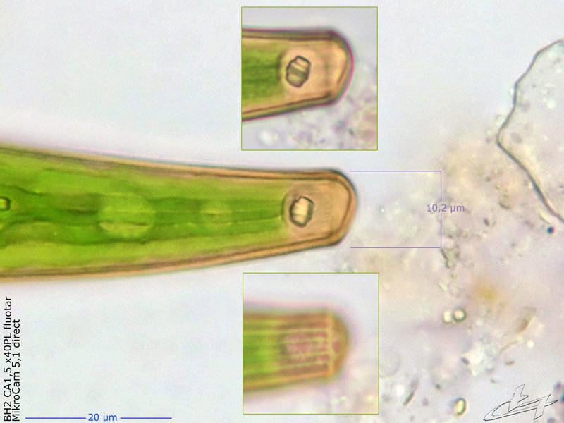 Closterium costatum Ralfs #69836