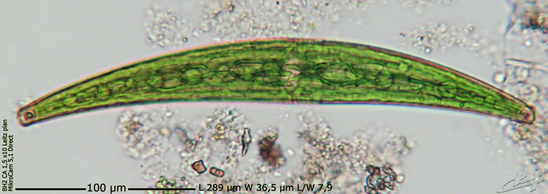 Closterium costatum Ralfs #69835