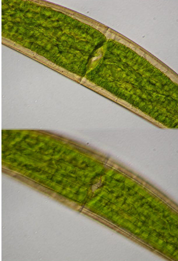Closterium costatum Ralfs var.costatum #52859