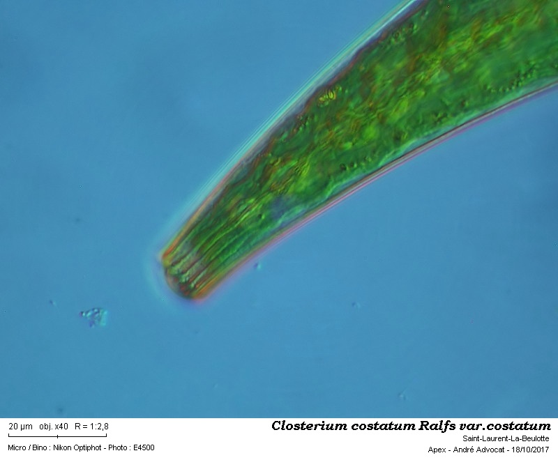 Closterium costatum Ralfs var.costatum #52861