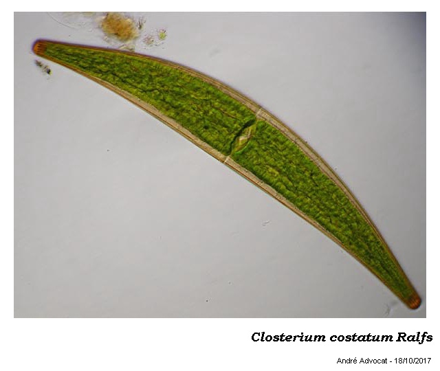 Closterium costatum Ralfs var.costatum #52858