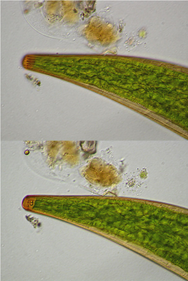 Closterium costatum Ralfs var.costatum #52862