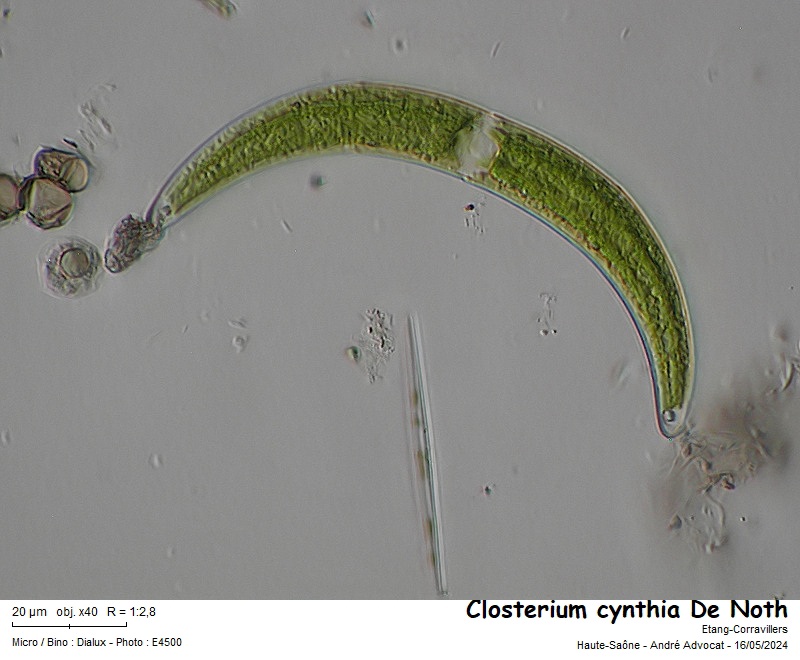 Closterium cynthia De Not #78845