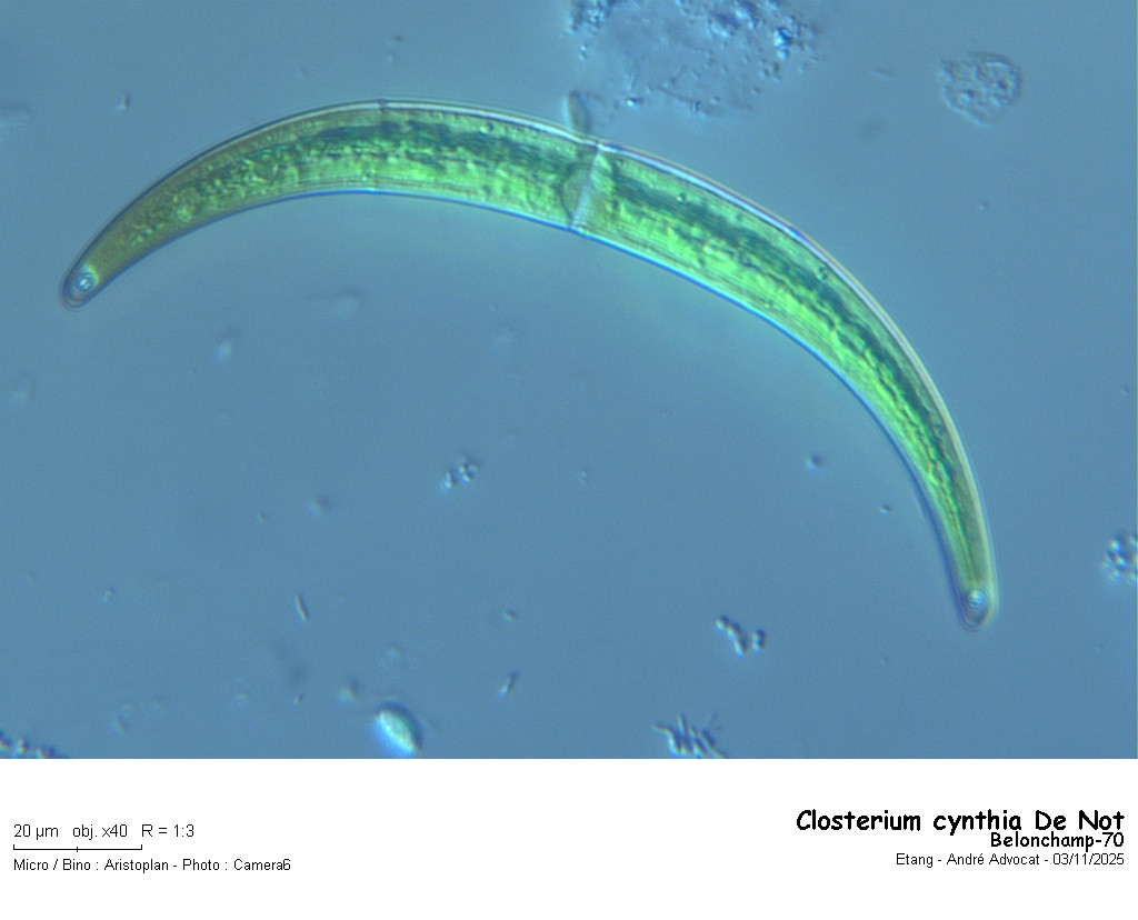 Closterium cynthia De Not #84192