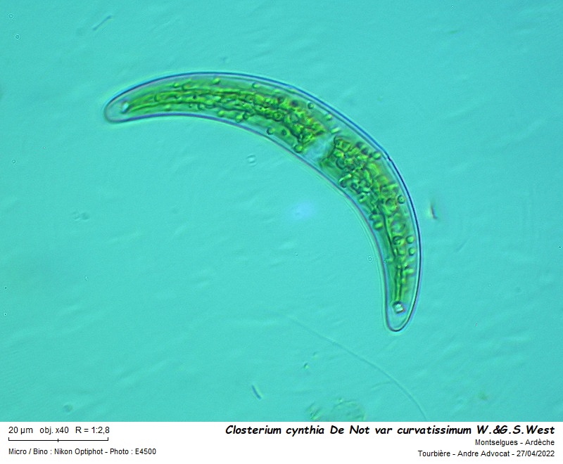Closterium cynthia De Not #70115