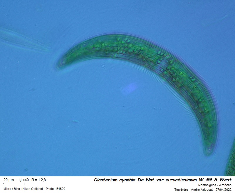 Closterium cynthia De Not #70116