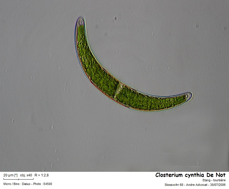 Closterium cynthia De Not #66556
