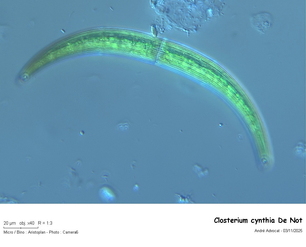 Closterium cynthia De Not #84194