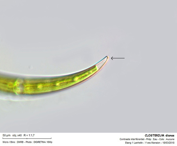 Closterium dianae Ehrenberg ex Ralfs #81939