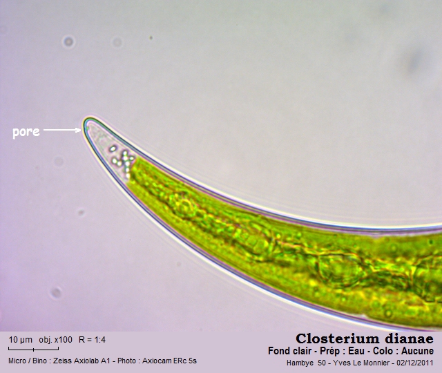 Closterium dianae Ehrenberg ex Ralfs #24985