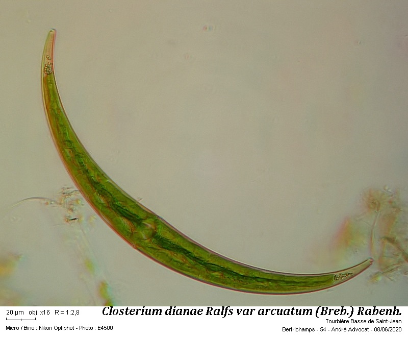 Closterium dianae Ralfs var. arcuatum (Breb.) Rabenh. #63750