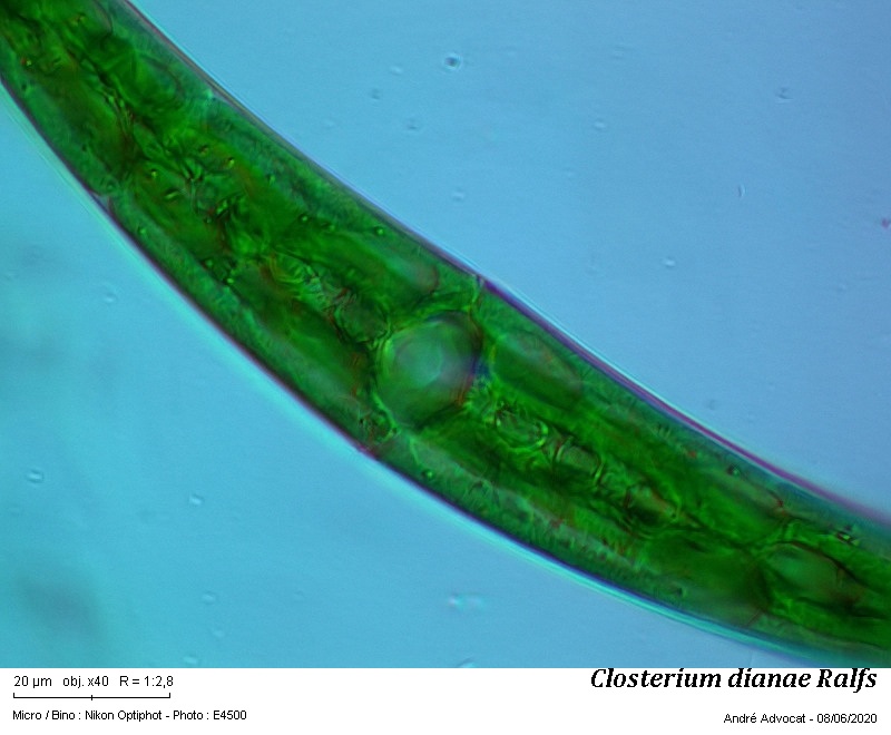 Closterium dianae Ralfs var. arcuatum (Breb.) Rabenh. #63752