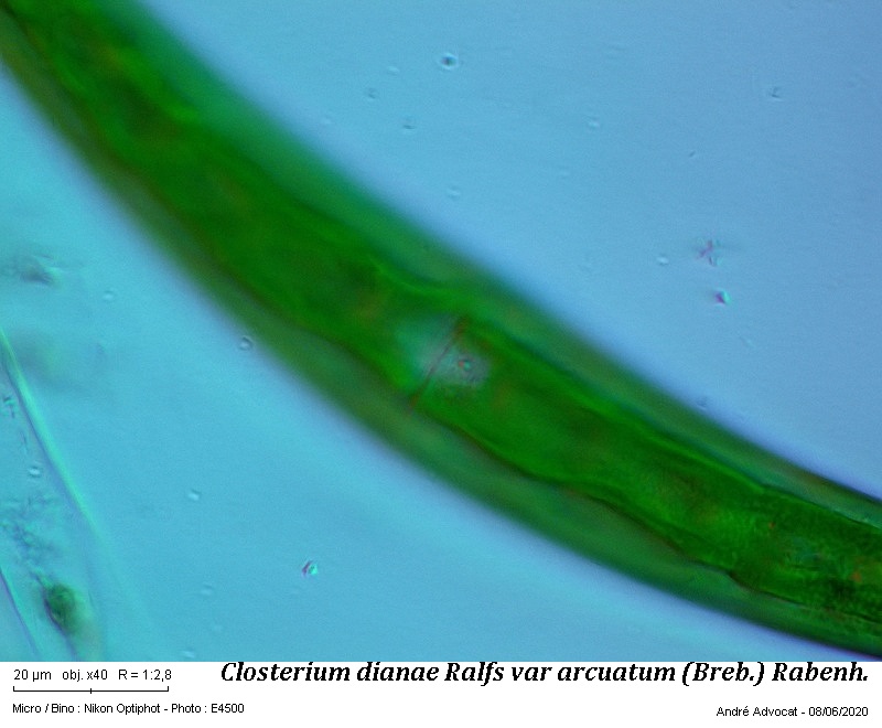 Closterium dianae Ralfs var. arcuatum (Breb.) Rabenh. #63753
