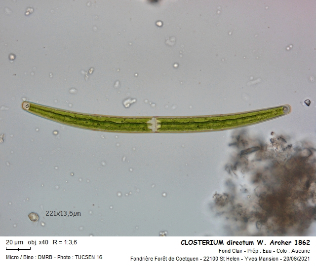 CLOSTERIUM directum, ARCHER 1862 #67147