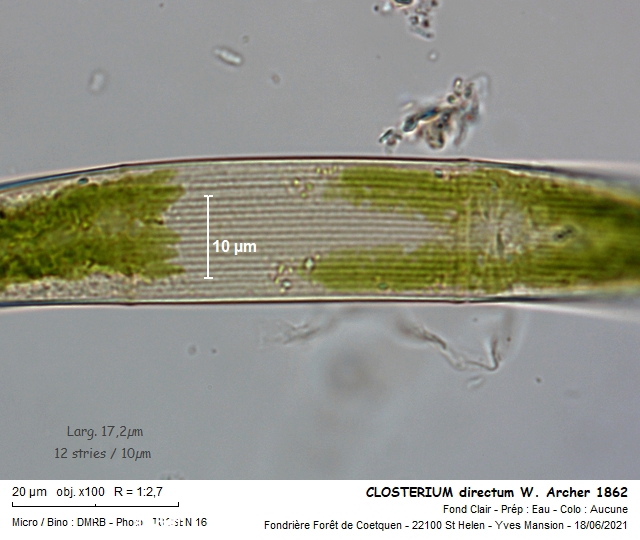 CLOSTERIUM directum, ARCHER 1862 #67149